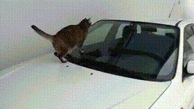 Katzen von Autos verjagen