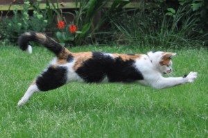 Katzen Verjagen