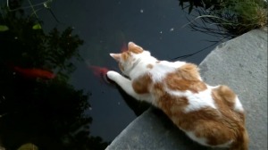 Katzen vom Teich verjagen